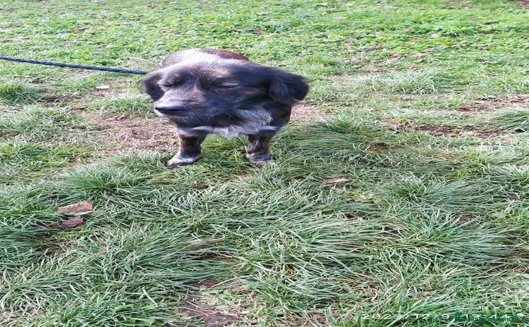 Meticcio cani a Provincia di Viterbo - Annuncio 3
