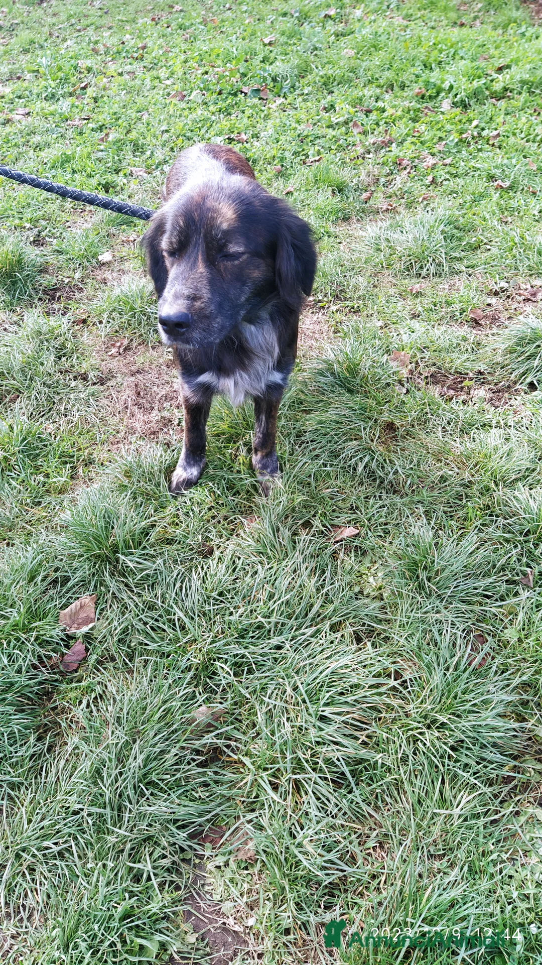 Meticcio cani in regalo: Fantastico fred a Provincia di Viterbo - Annuncio 1