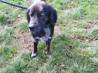 Meticcio cani Fantastico fred a Provincia di Viterbo - Annuncio 27