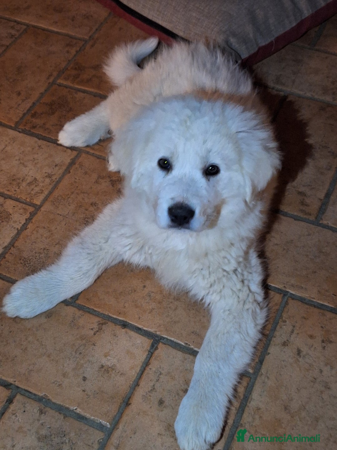 Pastore Maremmano cani in vendita: Cuccioli di pastore maremmano, 3 maschi, 1 femmina - Annuncio 2