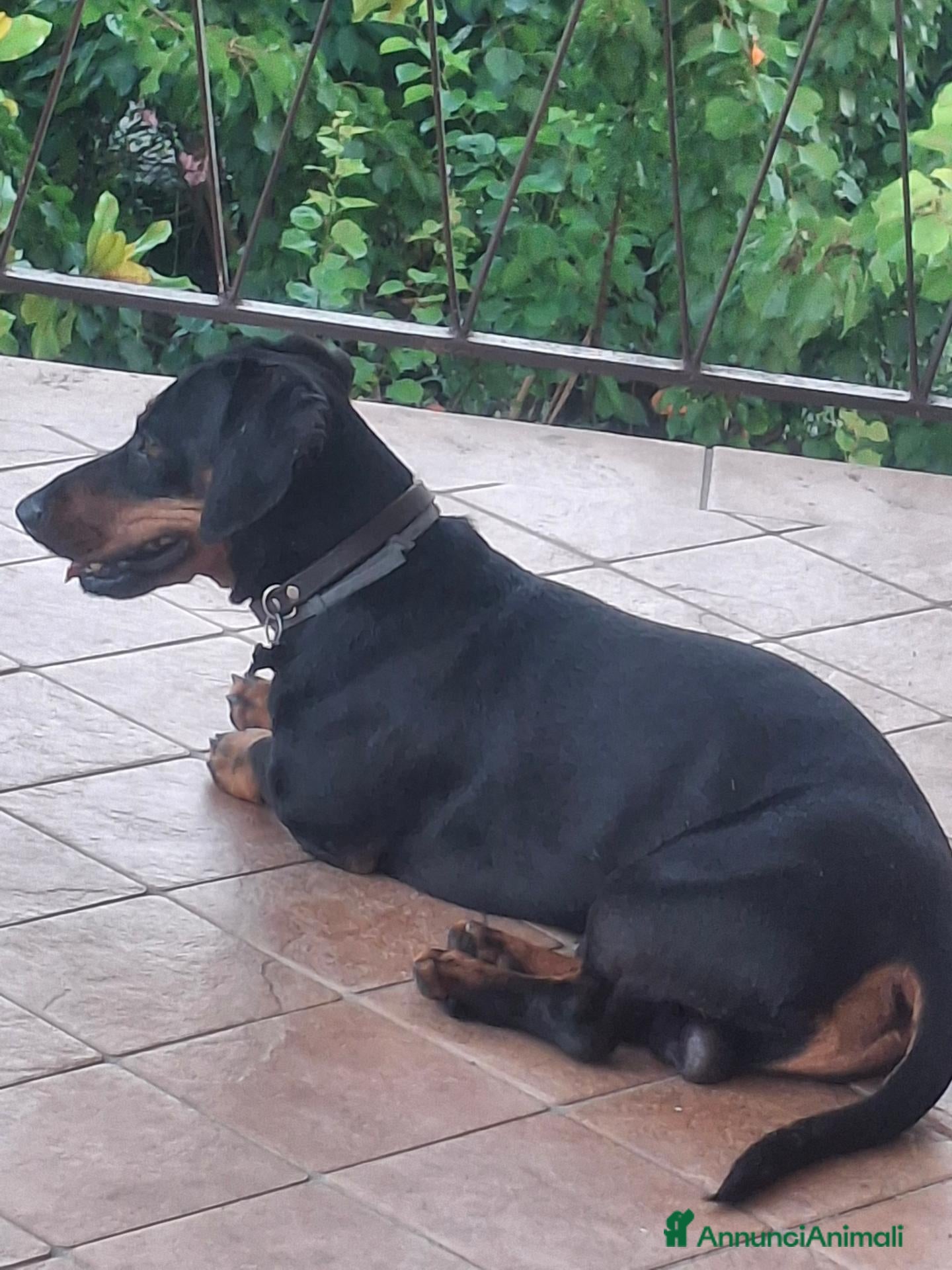 Bassotto Nano cani per accoppiamento: Cerco accoppiamento bossotta - Annuncio 1