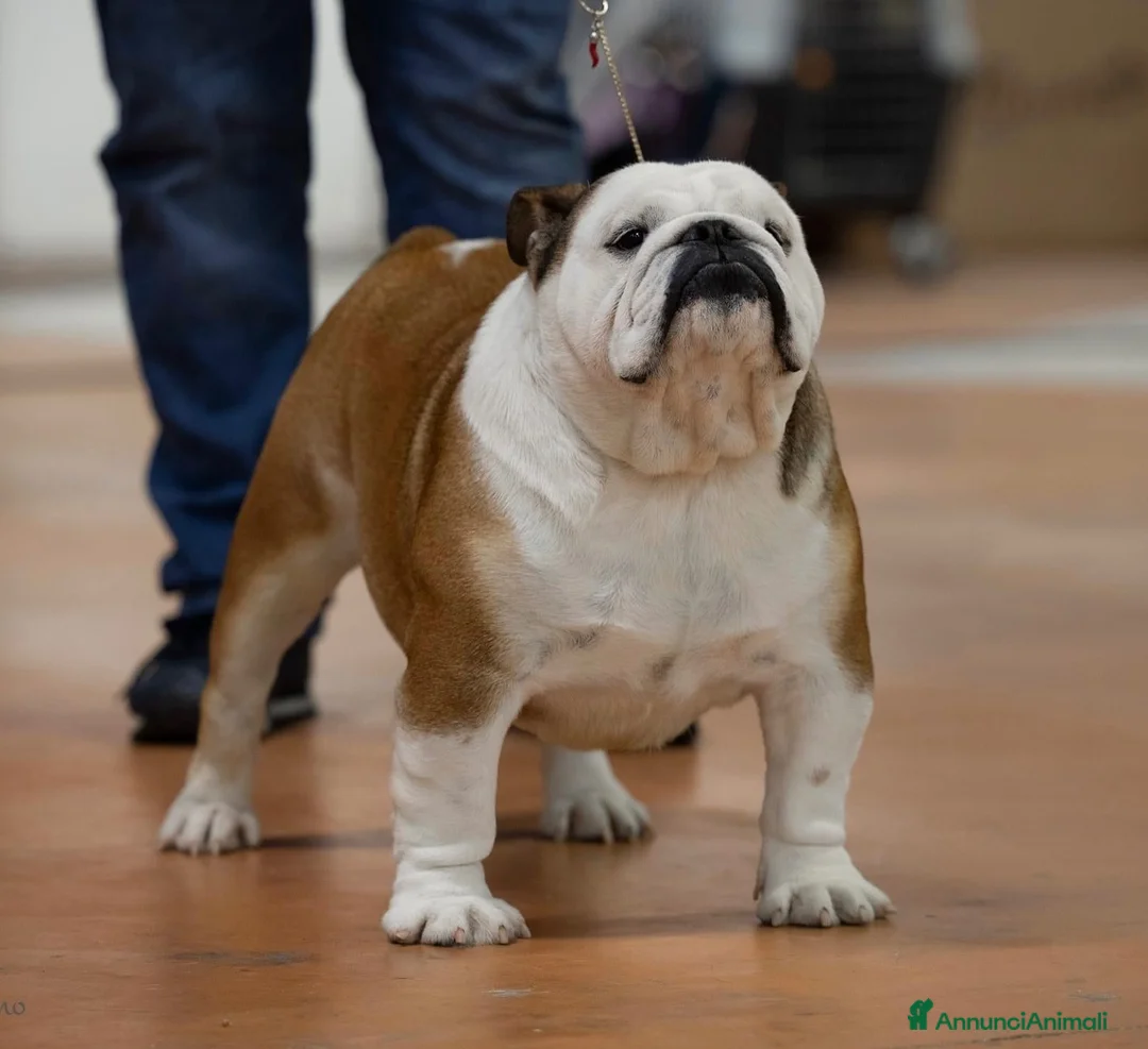 Bulldog cani in vendita: Bulldog - Annuncio 2
