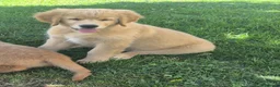 Golden Retriever cani in vendita: Golden retriever 90%linea americana pedigree ENCI  - Annuncio 12