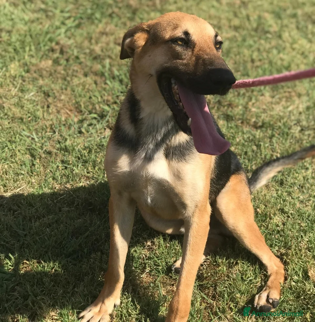 Pastore Tedesco cani in regalo: SEGGHIO derivato pastore tedesco - in adozione a Provincia di Latina - Annuncio 5