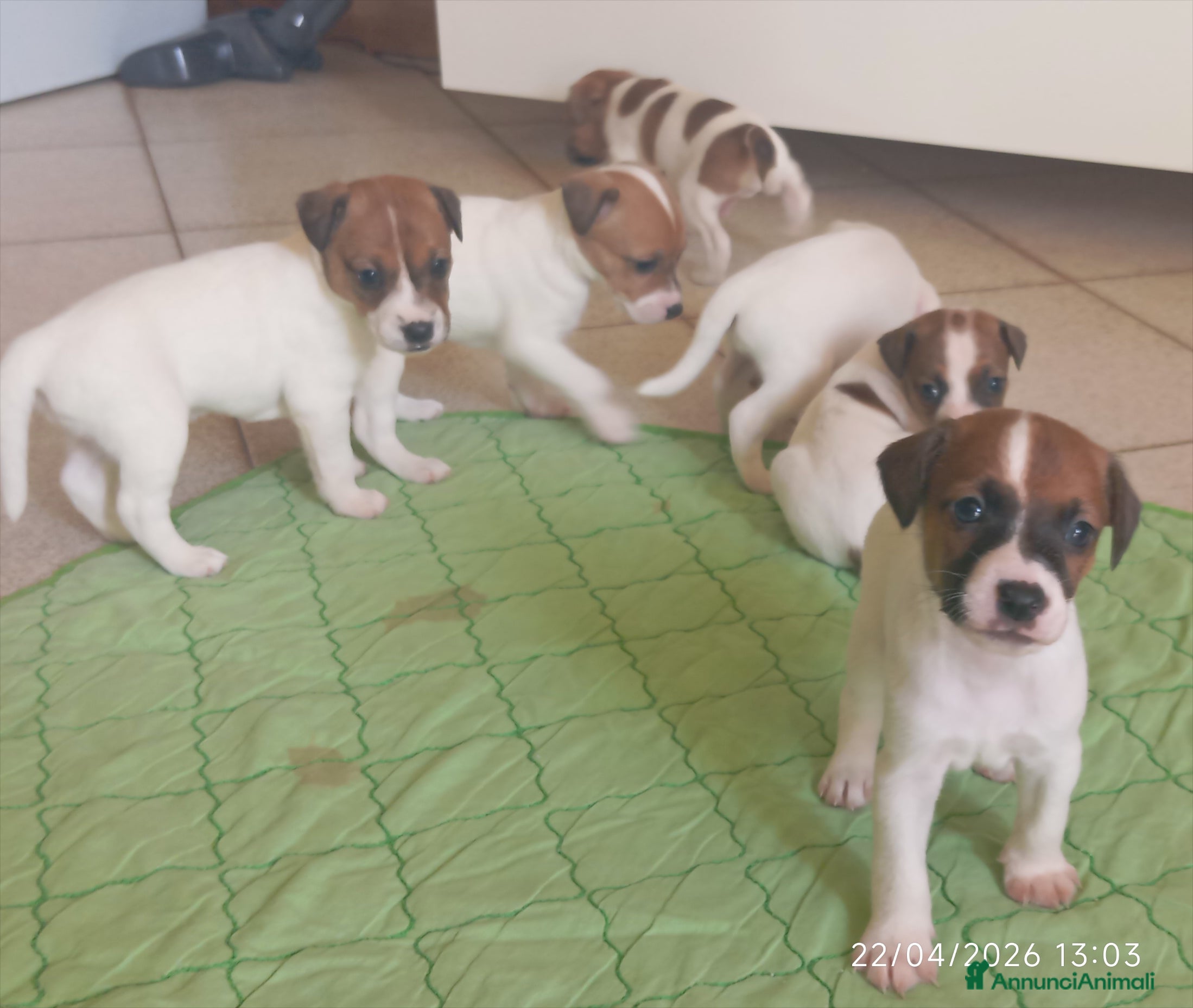 Jack Russell cani Cuccioli Jack Russell Terrier - Annuncio 4