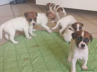Jack Russell cani Cuccioli Jack Russell Terrier - Annuncio 4