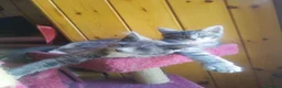 Meticcio gatti in regalo: Maine coon a Provincia di Sondrio - Annuncio 4