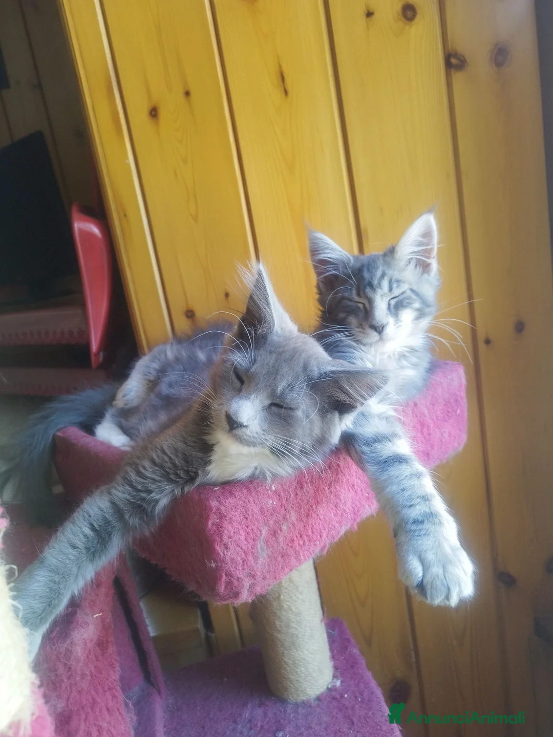Meticcio gatti in regalo: Maine coon a Provincia di Sondrio - Annuncio 4