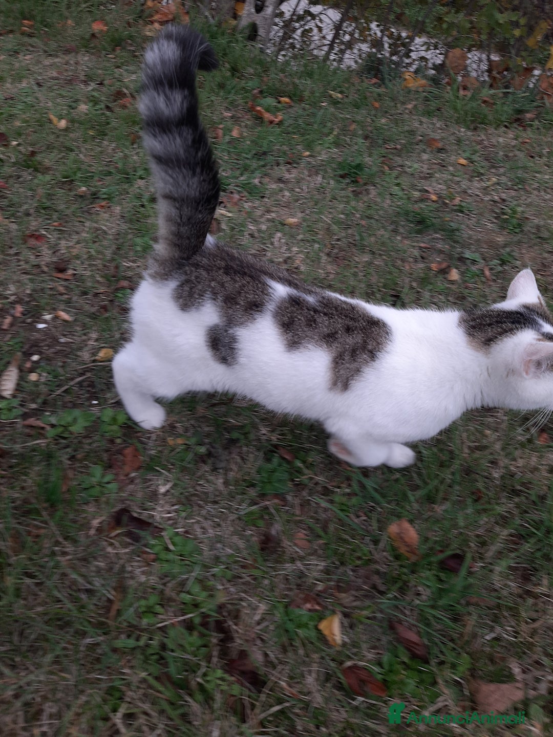 Altre razze gatti in regalo: Micetti cercano casa - Annuncio 7