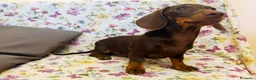 Bassotto cani in vendita: Bassotto cioccolato  con Pedigree ENCI. - Annuncio 6