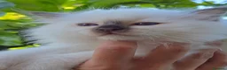 Sacro di Birmania gatti in vendita: Cuccioli Sacri di Birmania - Annuncio 9