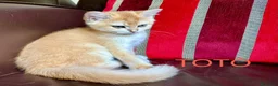 British gatti in vendita: Gattino British shorthair golden chell ny12 - Annuncio 3