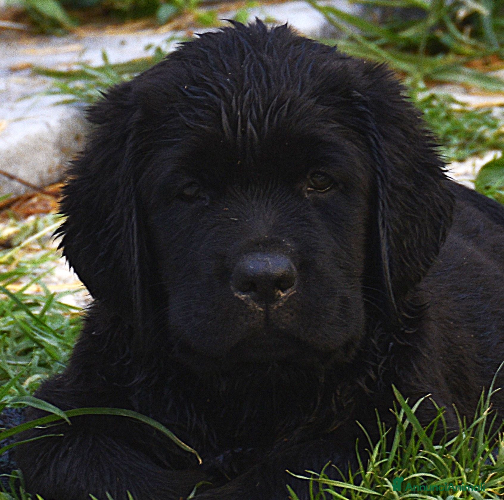 Labrador cani Femmina di Labrador - Annuncio 2