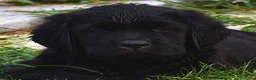 Labrador cani in vendita: Femmina di Labrador - Annuncio 1