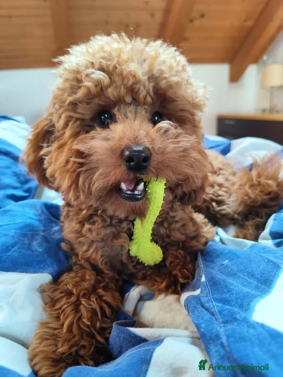 Barbone cani per accoppiamento: Barboncino Fulvo con Pedigree per accoppiamento a Città metropolitana di Milano - Annuncio 2