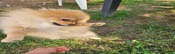 Volpino Pomerania cani in vendita: Cuccioli pomerania - Annuncio 2