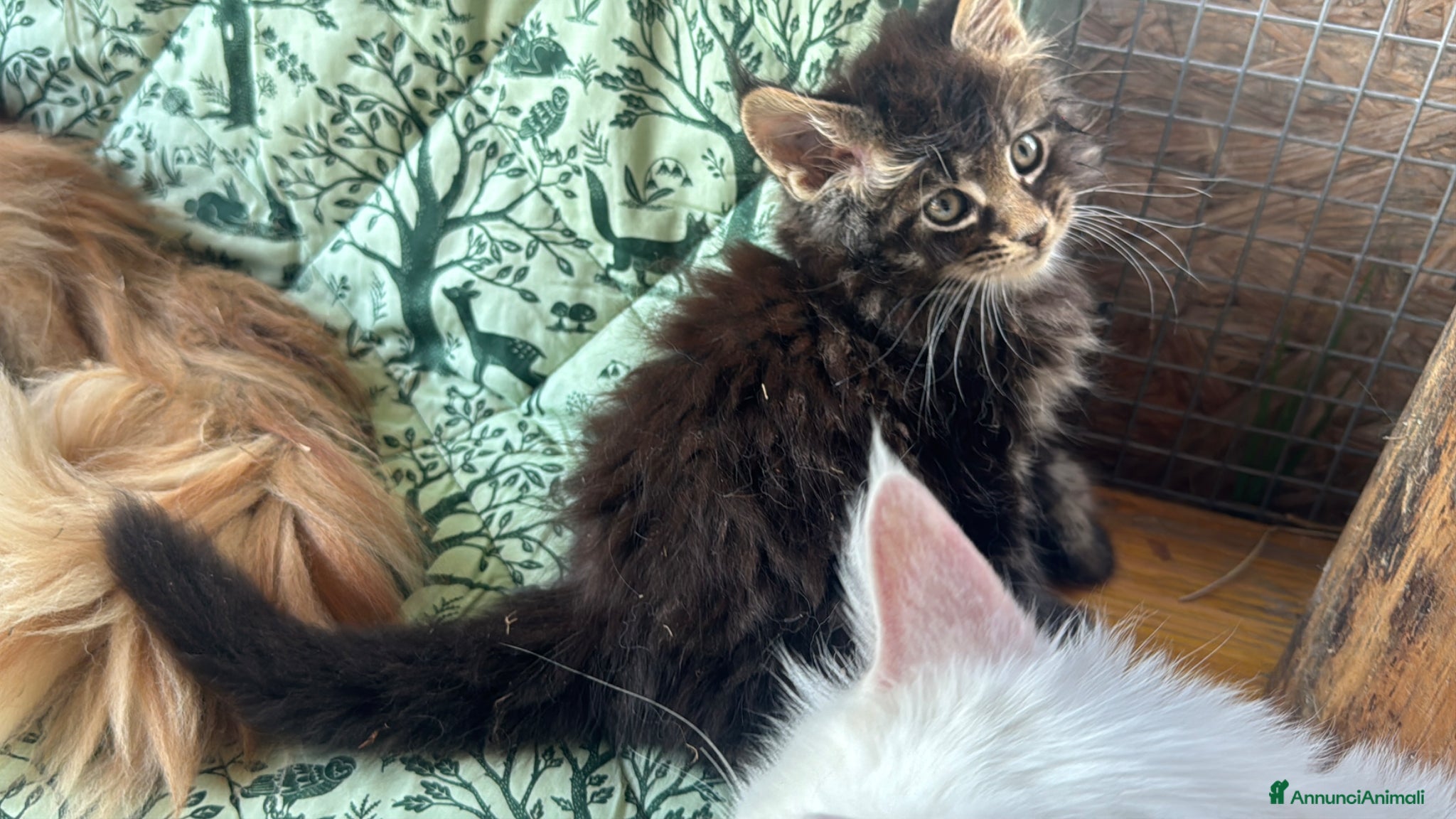 Maine Coon gatti in vendita: Cucciolo maine coon castano bellissimo  - Annuncio 2
