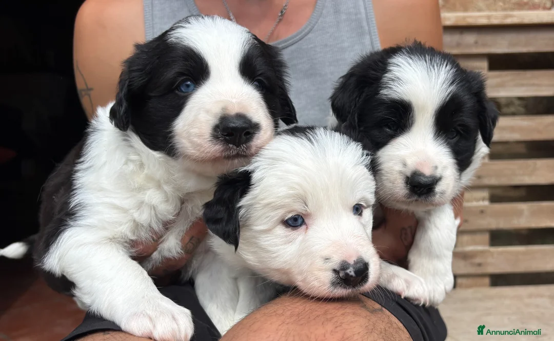 Border Collie cani in vendita: Cuccioli Border Collie linea da lavoro  a Provincia di Modena - Annuncio 1