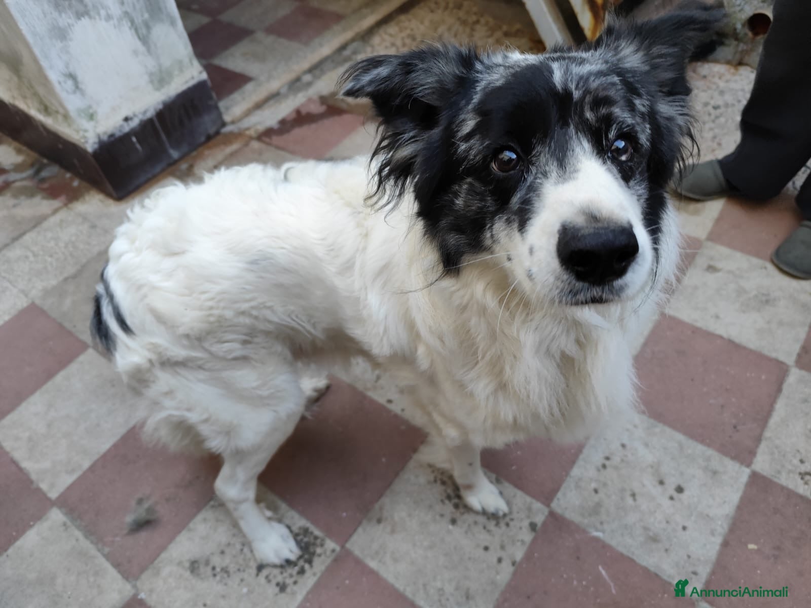 Border Collie cani Alex simil border collie vive su un terrazzo .. - Annuncio 3