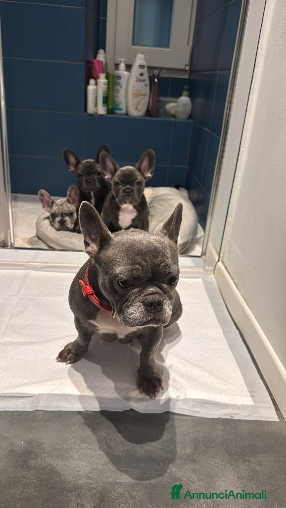 Bulldog Francese cani in vendita: Bulldog francese  - Annuncio 5