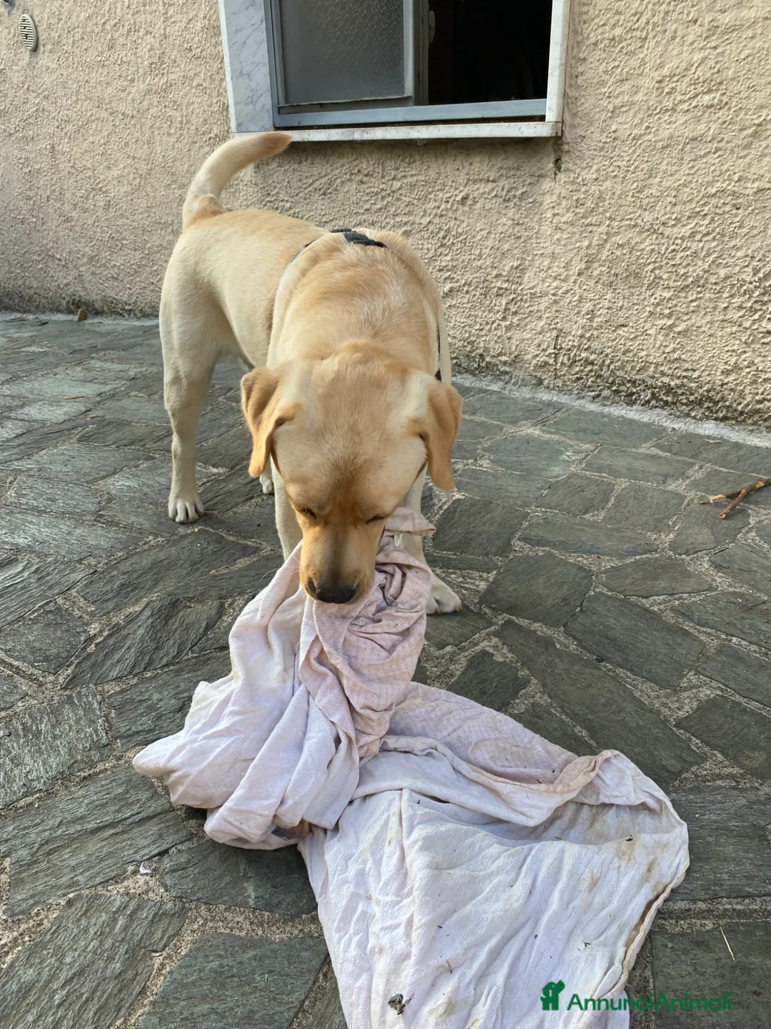 Labrador cani in regalo: Regalo Labrador Retriver di 2 anni a Provincia di Monza e della Brianza - Annuncio 4