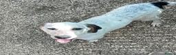 Meticcio cani in regalo: ADOTTACI - Annuncio 17