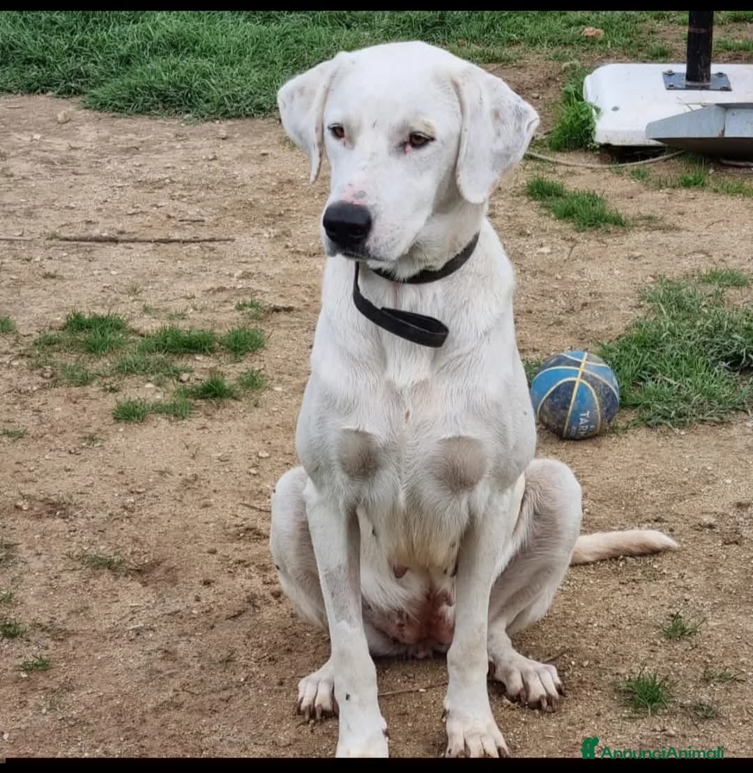 Meticcio cani memole  - Annuncio 38