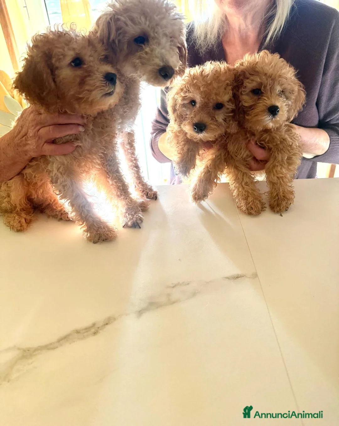 Barboncino Toy cani in vendita: vendita cucciole di barboncino toy  a Città Metropolitana di Napoli - Annuncio 2