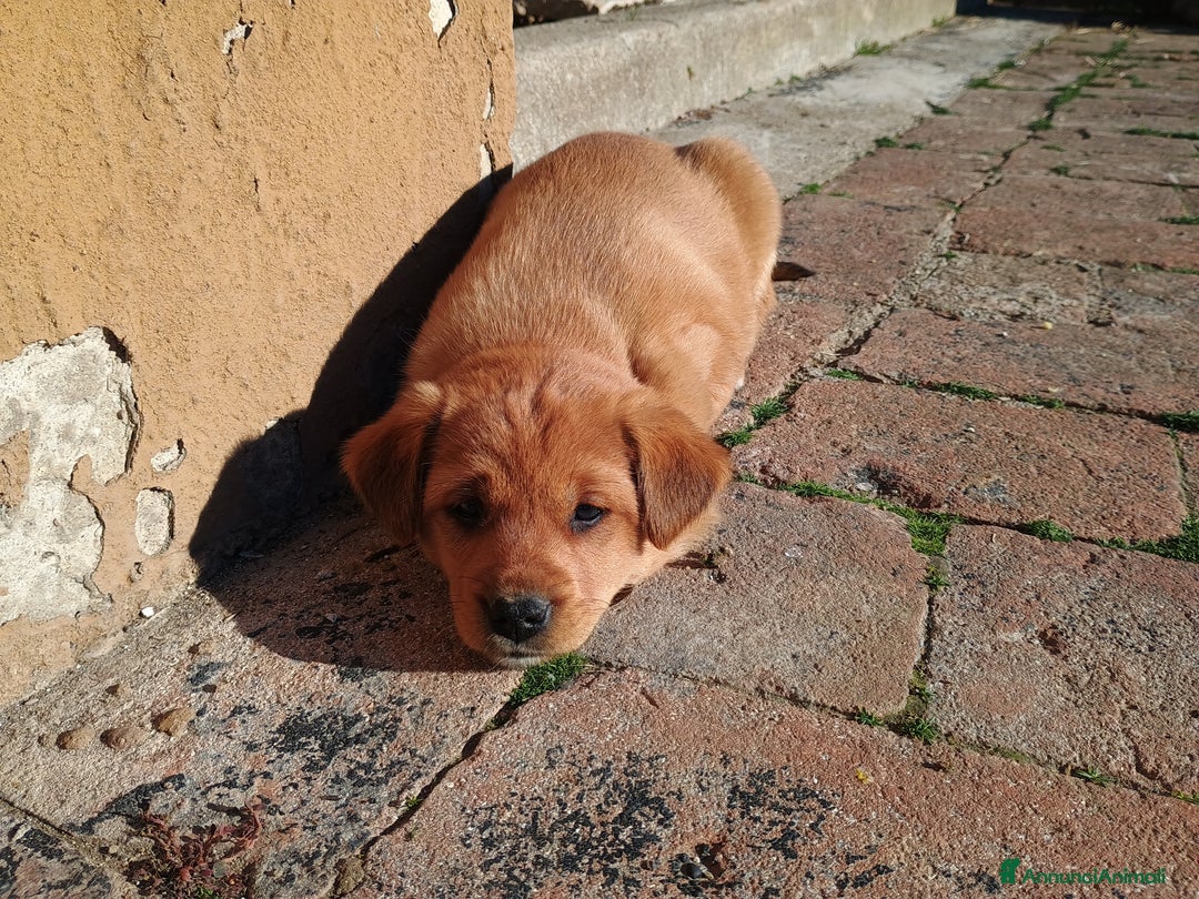 Meticcio cani in vendita: 4 Piccoli vicino Mantova Cercano un Nuovo Inizio! - Annuncio 9