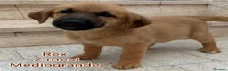 Meticcio cani in regalo: CUCCIOLI IN CERCA DI FAMIGLIE  a Provincia di Prato - Annuncio 2