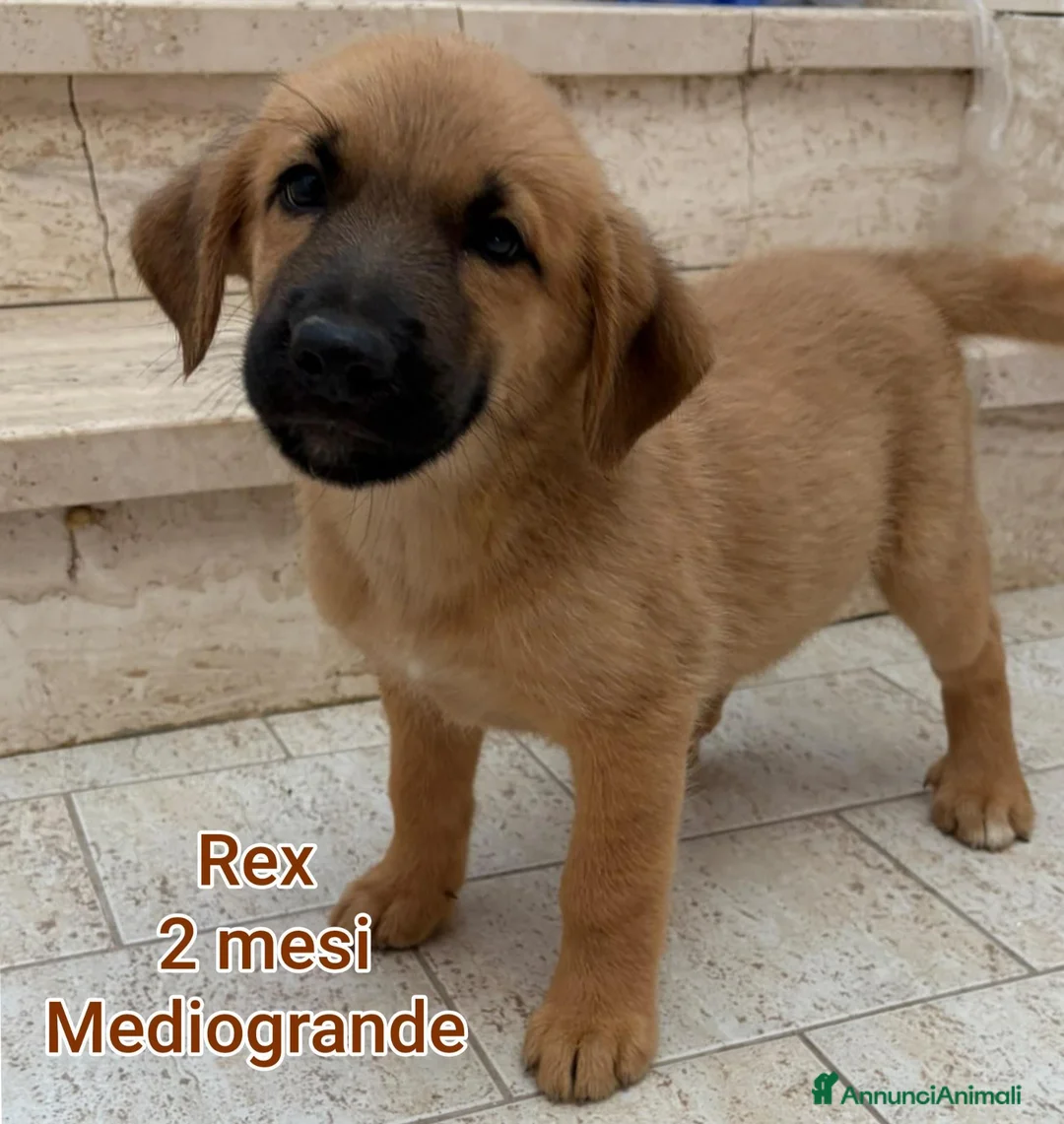 Meticcio cani in regalo: CUCCIOLI IN CERCA DI FAMIGLIE  a Provincia di Prato - Annuncio 2