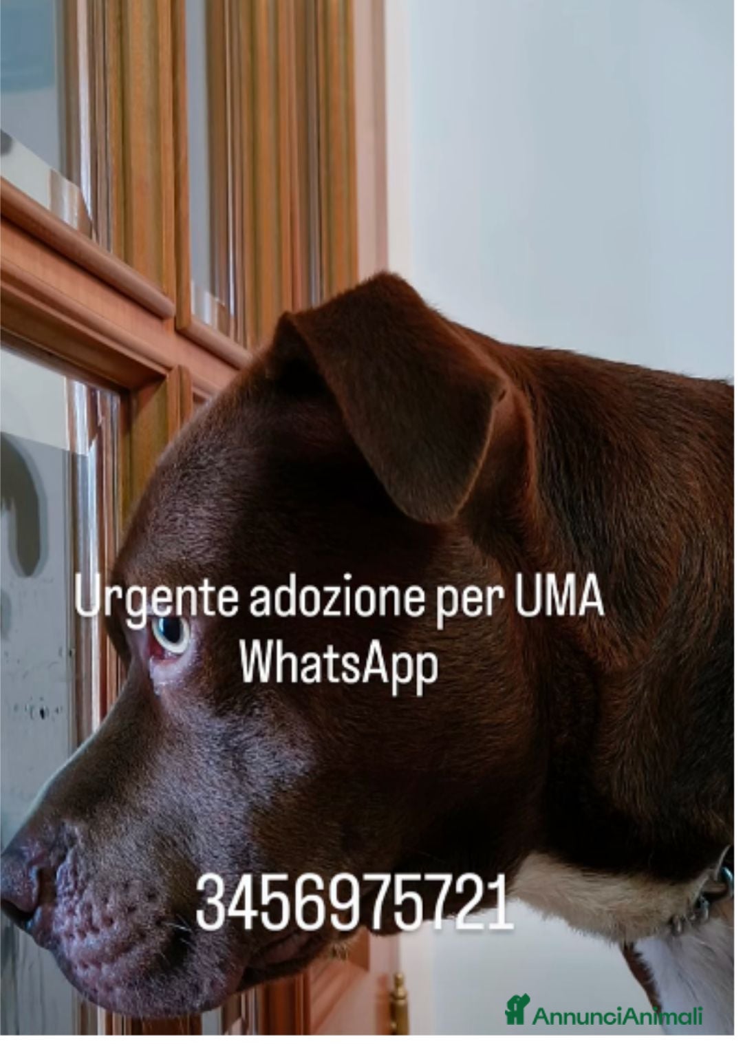 Meticcio cani Uma rinuncia di proprietà  - Annuncio 2