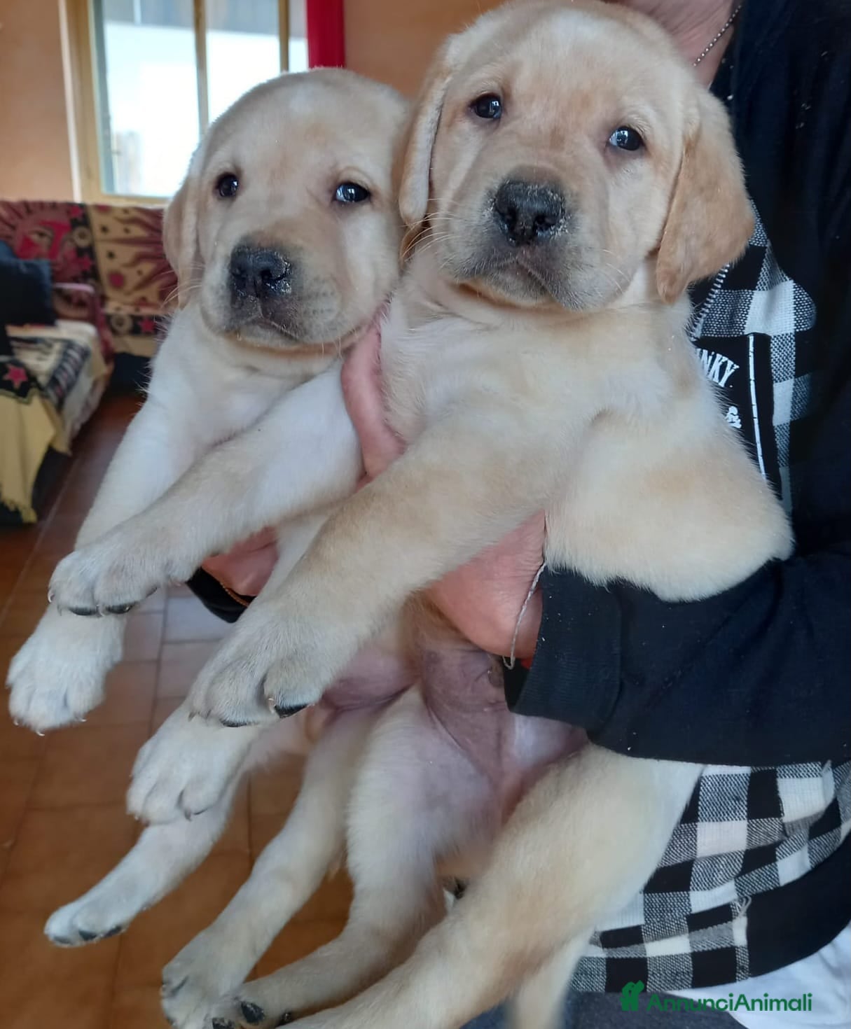 Labrador cani Labrador retriever  - Annuncio 5