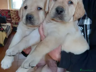 Labrador cani Labrador retriever - Annuncio 5