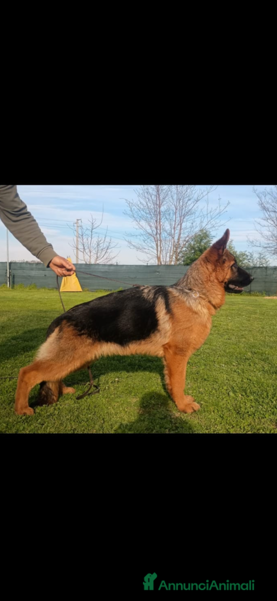 Pastore Tedesco cani Cedesi cucciola Pastore tedesco - Annuncio 7