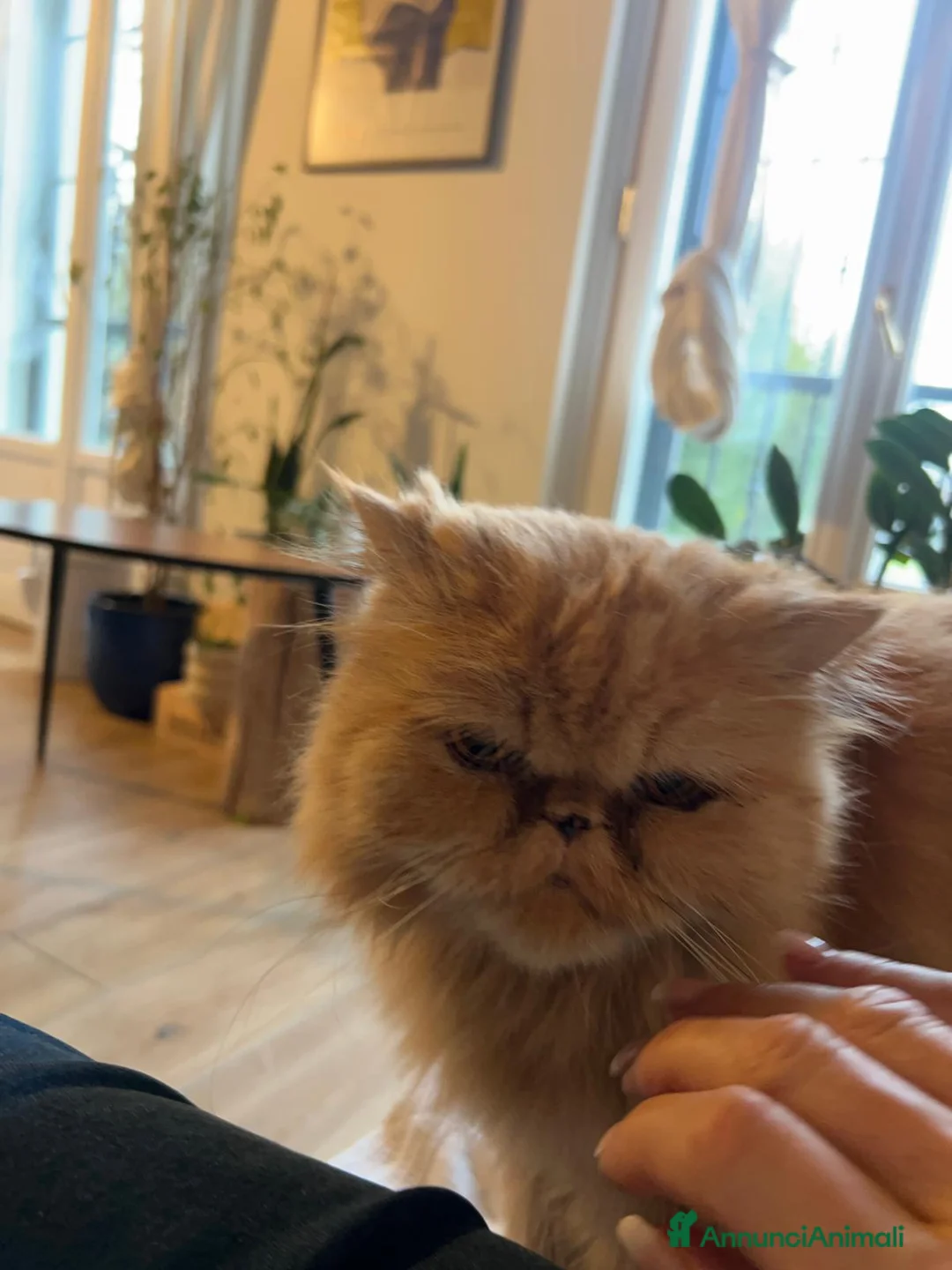 Persiano gatti in regalo: GATTI PERSIANI a Città metropolitana di Milano - Annuncio 1