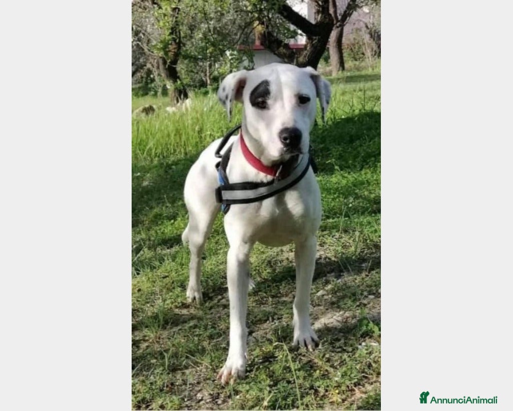 Meticcio cani Molossina 4anni kg 17 aspetta casa AGRIGENTO a Milano - Annuncio 26