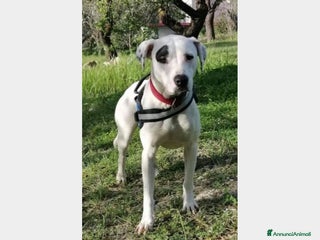 Meticcio cani Molossina 4anni kg 17 aspetta casa AGRIGENTO a Milano - Annuncio 33