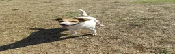 Meticcio cani in regalo: GINNY 2 anni taglia piccola - Annuncio 8