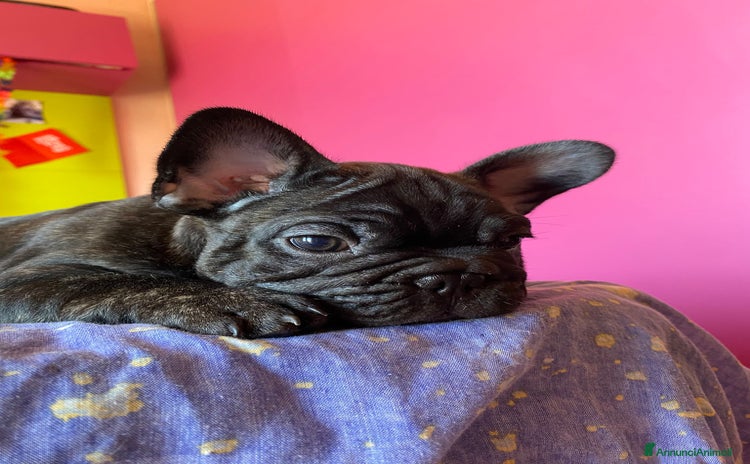 Bulldog Francese cani a Libero consorzio comunale di Agrigento - Annuncio 15