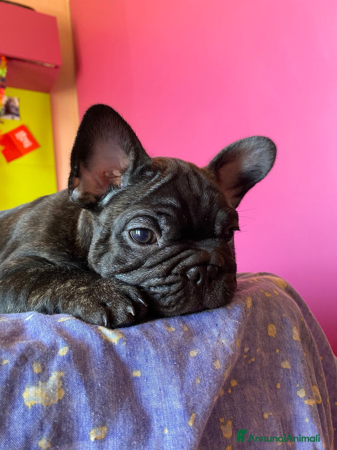 Bulldog Francese cani in vendita: 🐾🏡 Cuccioli di Bulldog Francese 🐾🏡 a Libero consorzio comunale di Agrigento - Immagine 1