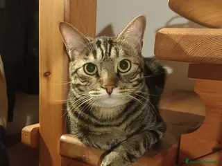 Europeo gatti Gatto maschio adulto (sterilizzato) - Annuncio 9