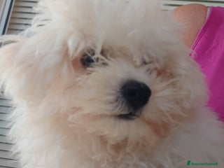 Bolognese cani Bolognese a Magenta - Annuncio 2