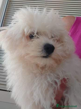 Bolognese cani a Magenta - Annuncio 2