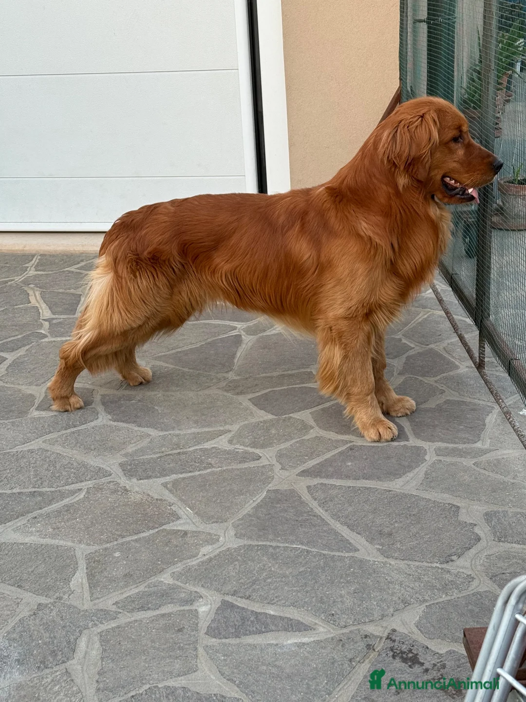 Golden Retriever cani in vendita: Cuccioli maschi golden retriever - Annuncio 2