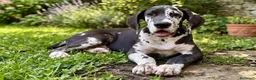 Alano cani in vendita: il tuo Alano Ora - paghi con comodo! - Annuncio 1