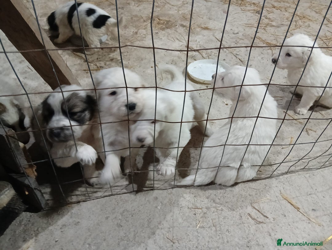 Meticcio cani in regalo: cuccioli meticci taglia media  - Annuncio 4