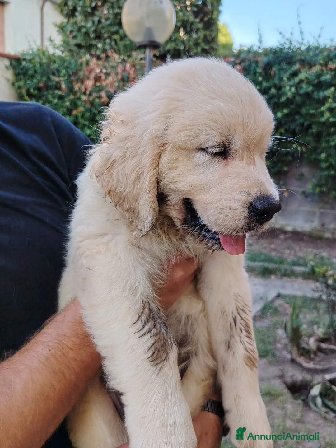 Golden Retriever cani in vendita: Golden retriever  - Annuncio 1
