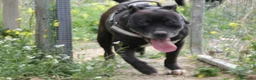 Pitbull cani in regalo: dolce roy in regalo - Annuncio 5