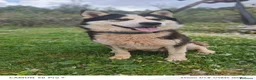 Meticcio cani in regalo: Simba, uno splendido simil Malamute - Annuncio 3